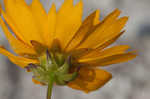 Largeflower tickseed